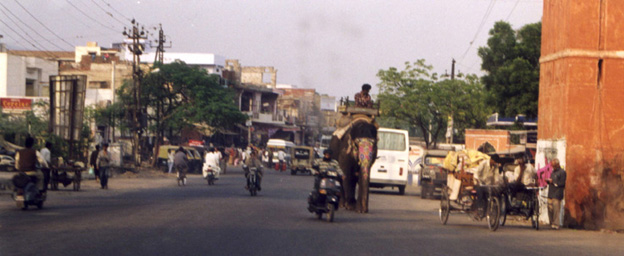 Elephant in Rajasthan